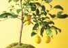 versículos sobre dar frutos