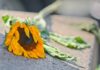 Ilustração: Uma Flor Horrorosa - Reprodução Canva